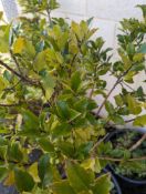 Pair of Chinese Holly trees height approx 120cm