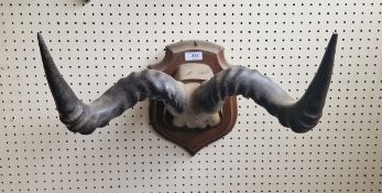 Pair of spirally ribbed antelope horns on shield-shaped oak wall mounts, 40.5cm wide