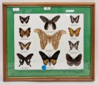 Framed pinned butterfly and moths,to include an Atlas moth Attacus atlas, a Red helen Papilio