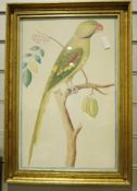 Assorted prints to include three National History Illustrations of tropical birds, one labelled '