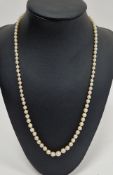 String of graduated cultured pearls on white metal clasp