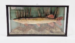 Taxidermic cased pike (Esox Lucius) in black case, 50cm wide x 26cm high x 10cm deep