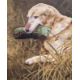 Ella Moulding Triple Dog portrait with Labrador  and two Dachshunds Pastel on paper, framed and - Image 1 of 6