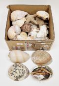 Collection of seashells and starfish including tun shells, large clam shells, melon shell,