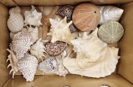 Collection of seashells including a starfish, clam shells, tun shell, conch shells, sea urchin, etc