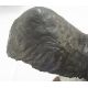 Belinda Sillars (b.1961), large chocolate patinated bronze of two sea eagles fighting mid flight, - Image 4 of 5