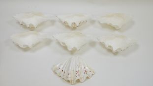 Seven clam shells, cleaned and polished and the bases levelled to form bowls, longest