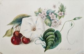 Luise Dorothea Elisabeth Grimm (1805-1850) Watercolour drawing Still life of convolvulus, cherries