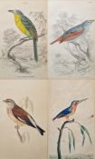 After Frederick P. Nodder, (Pub, 1751-1800) Two hand coloured engravings of birds, each with the