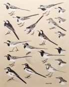 Norman Arlott (1947-2022) Gouache and watercolour on a paper Ornithological study of wagtails,