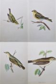 Ten framed ornithological prints, eight in corresponding burr frames, including the Wood Warbler,