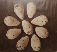 Late 19th/early 20th century sepia print of nine specimen bird's eggs bearing Rowland Ward,