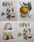 After Johann Hermann Knoop (1700-1769) Seven hand coloured botanical engraved plates, depicting
