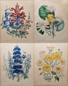 After William Day & Louis Haghe (Pub.,19th century) lithograph Four coloured botanical prints,