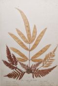 Set of 16 pressed botanical specimens, each having pen and ink inscriptions and titles, including