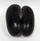 Coco De Mer nut (Lodoicea Maldivica), polished to top and of typical form, 32cm x 24cm