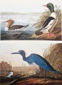 After John James Audubon (1785-1851) Colour print 