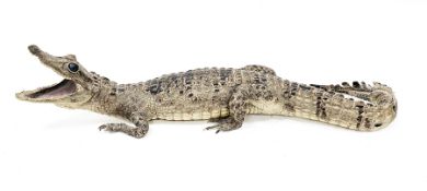 Taxidermy young Cayman, with open mouth, 55cm long