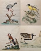 After George Edwards (1694-1773) Coloured print, A Bird from China, 25.5cm x 20.3cm another after