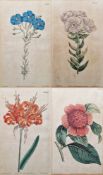 After Sydenham Edwards (1768-1819) Five hand-coloured botanical engravings Each titled, published by