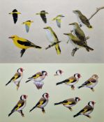 20th century school Two ornithological studies, gouache on paper  The first with studies of