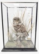 Late 19th / early 20th century taxidermy Little Owl in a naturalistic setting, contained in a