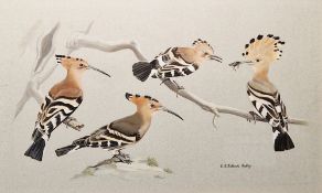 C.E. Talbot Kelly (1927) Gouache on paper Ornithological study of four hoopoes perched on