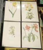 Seventeen framed botanical prints, after Redoute, two in gilt frames and remainder in black 52.5cm x
