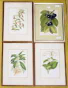 Collection of six coloured botanical prints, including: two G. Severeyns chromolithographs of