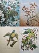 Four various framed ornithological prints, comprising: after Basil Ede, a Green Woodpecker, after
