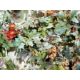 Large quantity of faux-flowers to include orchids, autumn berries, a pair of table posies, two - Image 1 of 2