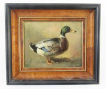 Arthur James Stark (1831-1902)  Oil on board Duck, unsigned but labelled verso, 13cm x 17cm From the