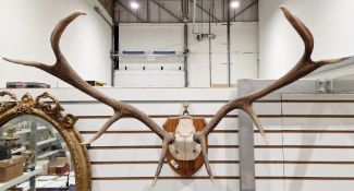 Set of eight-point stag antlers and skull, mounted on a shield-shape oak plinth, engraved 'Benn
