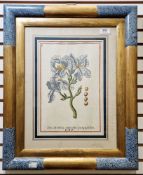 Three 19th century hand-coloured engravings of flowers, framed and glazed, image size 32cm x 21cm (