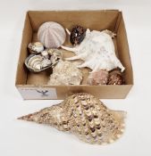 Collection of seashells including a triton shell, 37cm long, a lambis spider conch shell, 34cm long,