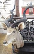Taxidermy Great Kudu (Strebsiceros Strebsiceros) shoulder mount looking to the right, from wall