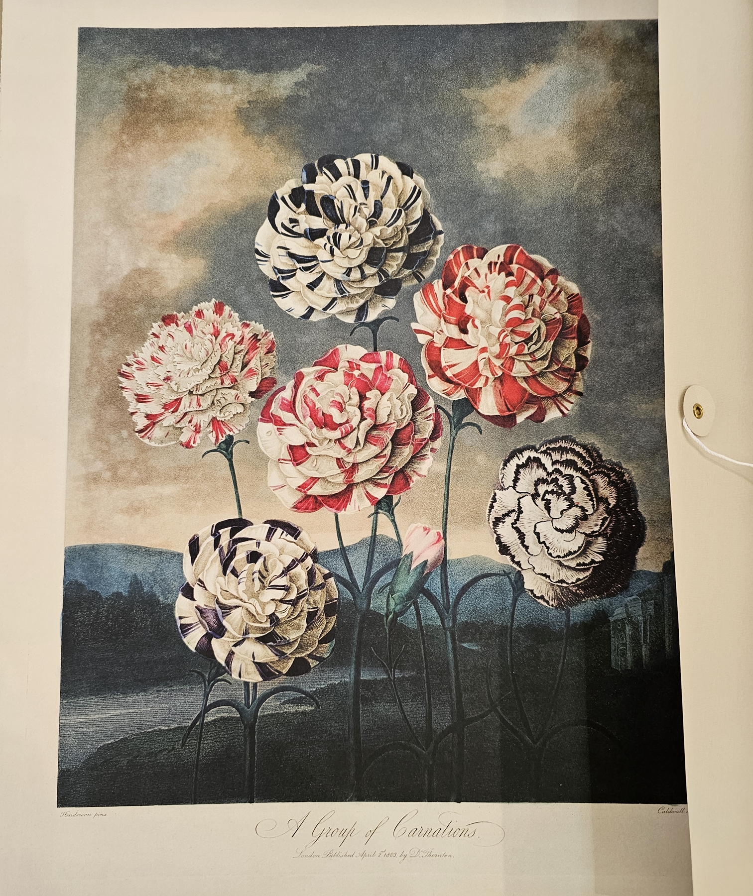 "The Temple of Flora - Essays and Descriptions of Plates", Taschen, text in English, German, - Image 5 of 5