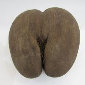 Unpolished coco de mer, 28cm long