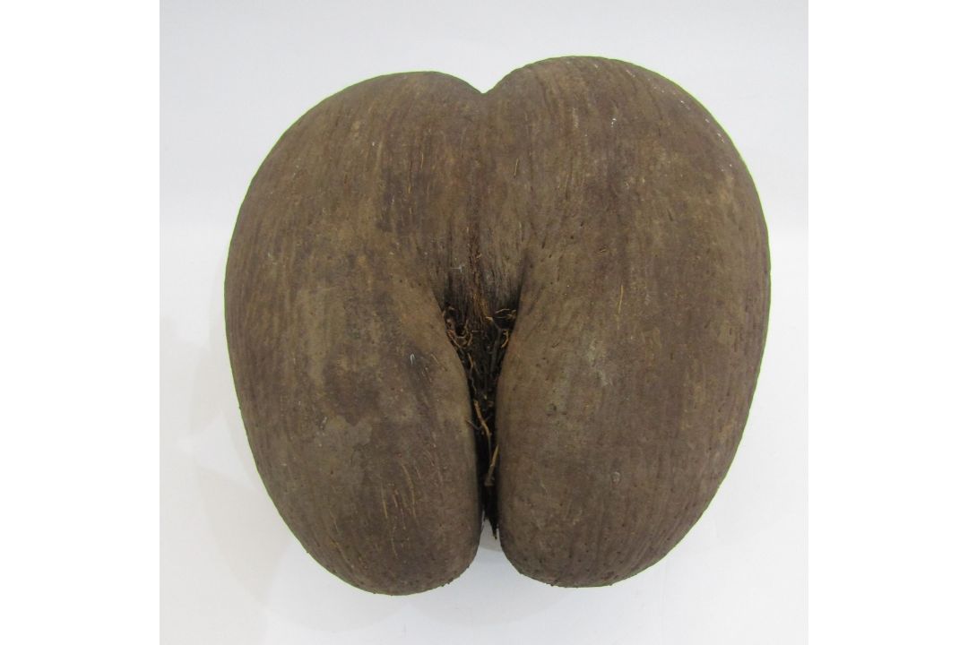 Unpolished coco de mer, 28cm long - Image 1 of 4
