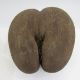 Unpolished coco de mer, 28cm long - Image 1 of 4