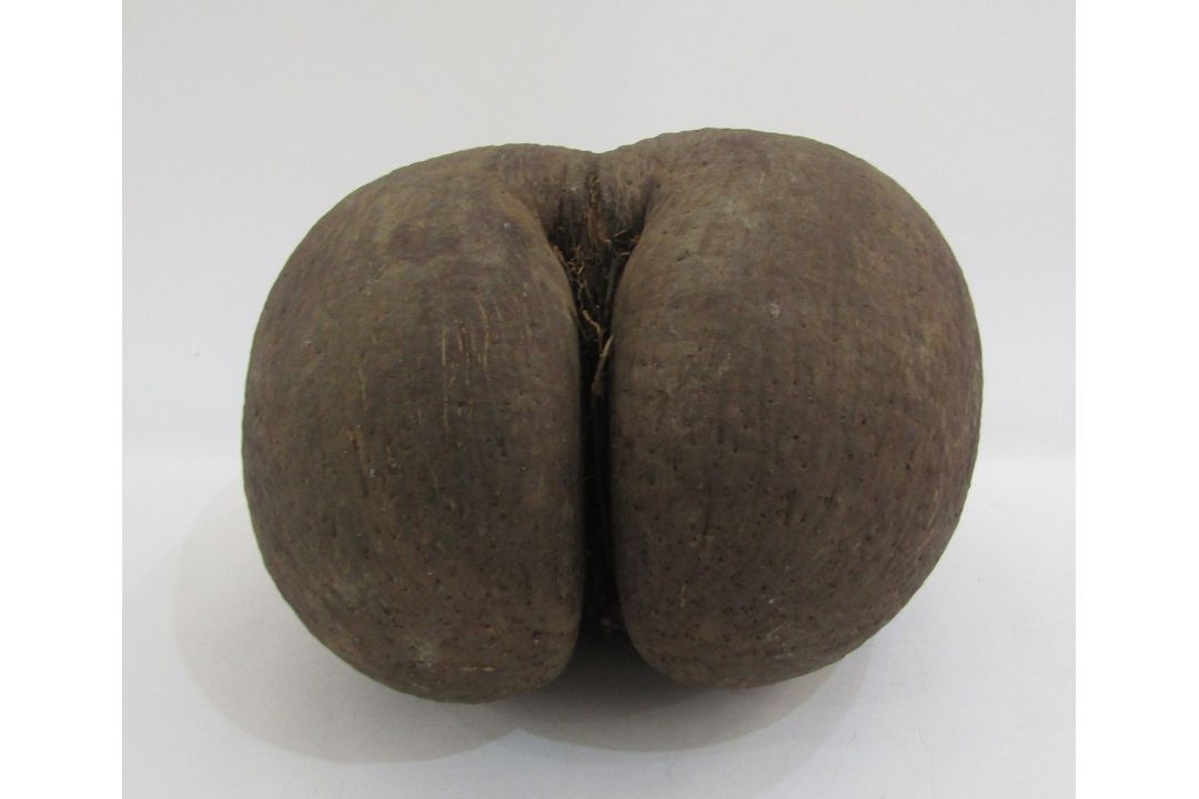 Unpolished coco de mer, 28cm long - Image 2 of 4