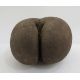 Unpolished coco de mer, 28cm long - Image 2 of 4
