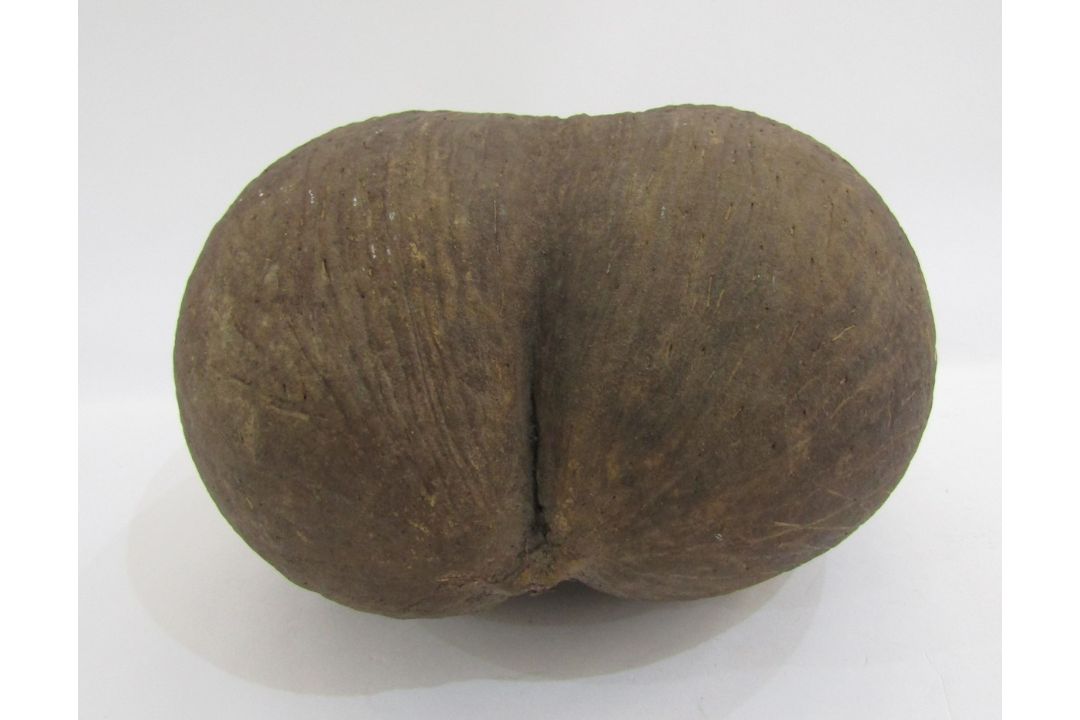 Unpolished coco de mer, 28cm long - Image 3 of 4