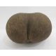 Unpolished coco de mer, 28cm long - Image 3 of 4
