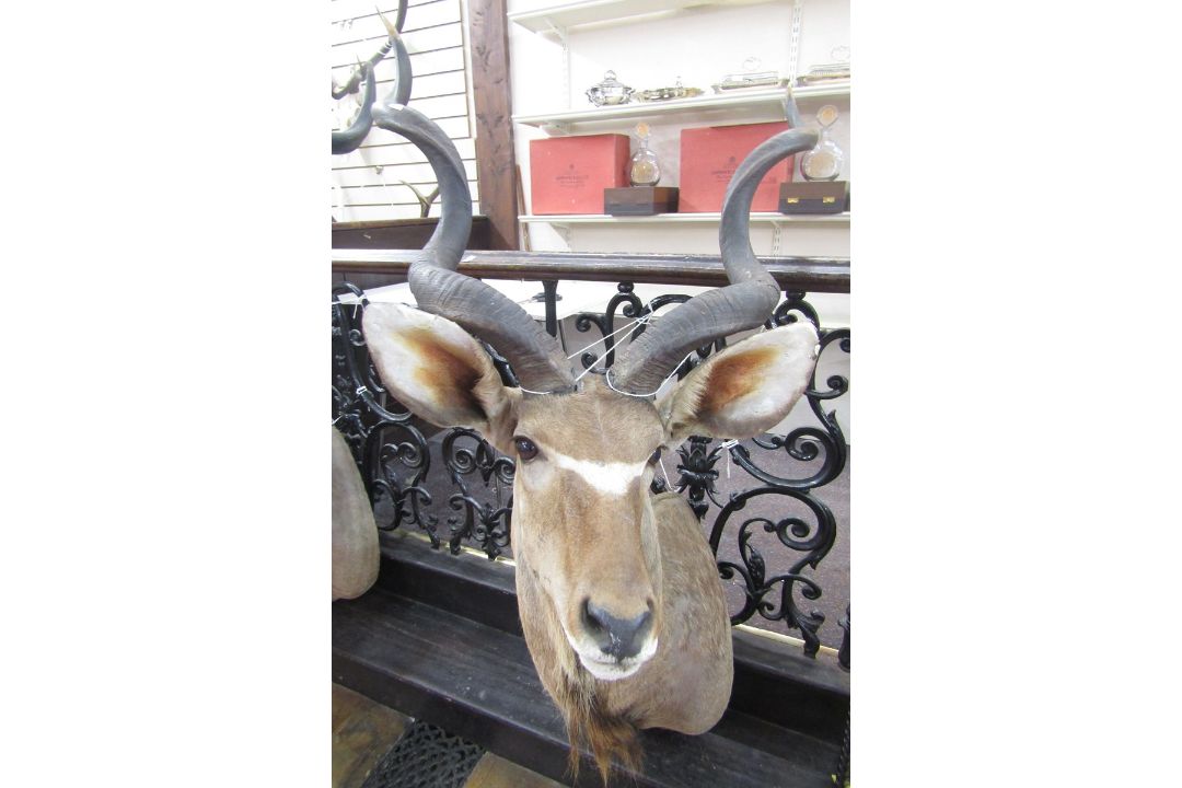 Taxidermy Great Kudu (Strebsiceros Strebsiceros) shoulder mount looking to the left, from wall 90cm, - Image 2 of 2