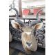 Taxidermy Great Kudu (Strebsiceros Strebsiceros) shoulder mount looking to the left, from wall 90cm, - Image 2 of 2