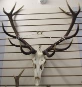Set of European red deer (Cervus Elaphus) adult stag antlers with skull, six and six points,