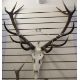 Set of European red deer (Cervus Elaphus) adult stag antlers with skull, six and six points, - Image 1 of 4