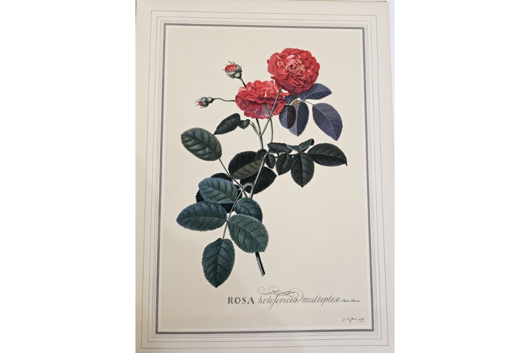 Wilfred Blunt , George Dynossis ' Ehret ' Charles W Trailon publisher 1963, folio with plates [ - Image 9 of 12