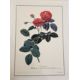 Wilfred Blunt , George Dynossis ' Ehret ' Charles W Trailon publisher 1963, folio with plates [ - Image 9 of 12